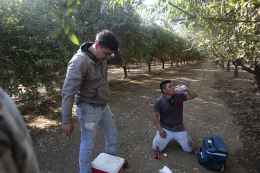 Cesar Gonzales and Pedro Morales take a break from pruning cherry trees. Each worker is expected to prune at least 16 trees a day. They get paid USD 13.25 per hour and work eight hour days.   Accordin...