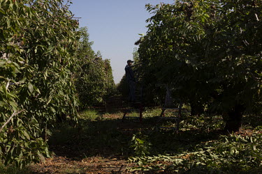 A worker prunes cherry trees. Each worker is expected to prune at least 16 trees a day. They get paid USD 13.25 per hour and work eight hour days.   According the law, when the temperature reaches 80�...