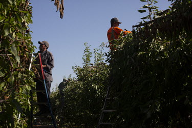 Workers prunes cherry trees. Each worker is expected to prune at least 16 trees a day. They get paid USD 13.25 per hour and work eight hour days.   According the law, when the temperature reaches 80Â...