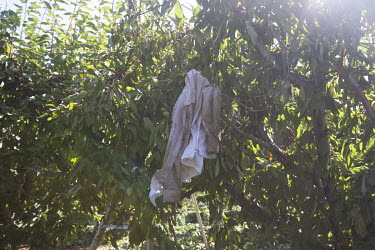 Polinita Cisnero's sweat-soaked shirt hangs on a cherry tree while he works. Each worker is expected to prune at least 16 trees a day. They get paid USD 13.25 per hour and work eight hour days.   Acc...
