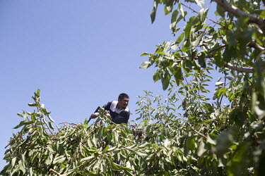 Jose Chavez helps prune cherry trees. Each worker is expected to prune at least 16 trees a day. They get paid USD 13.25 per hour and work eight hour days.   According the law, when the temperature rea...