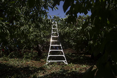 Ladders used to prune cherry trees on a farm. Each worker is expected to prune at least 16 trees a day. They get paid USD 13.25 per hour and work eight hour days.   According the law, when the tempera...