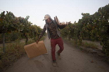 Daniel Montes (30), arrives early in the morning at a grape field (vineyard). He places his 'tablas' on the ground and will later place the harvested grapes on them. These are grapes that will be used...