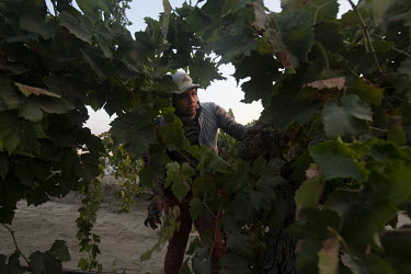 Daniel Montes (30), arrives early in the morning at a grape field (vineyard). He places his 'tablas' on the ground and will later place the harvested grapes on them. These are grapes that will be used...