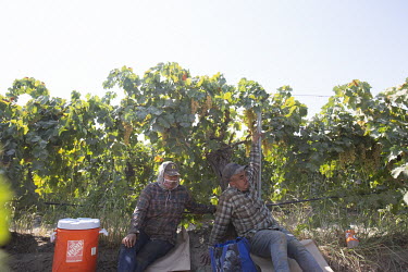Marina Acosta (43) and Blas Orozco (47) take a break from harvesting grapes due to the heat. The grapes will be used to make raisins. The harvest is called 'la tabla', referring to the piece of paper...
