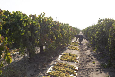 Blas Orozco (47) harvests grapes that will be used to make raisins, the harvest is called 'la tabla', referring to the piece of paper where they place them. They get paid depending of how many of thes...