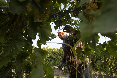 Marina Acosta (43) harvests grapes that will be used to make raisins. The harvest is called 'la tabla', referring to the piece of paper where they place them. They get paid depending of how many of th...