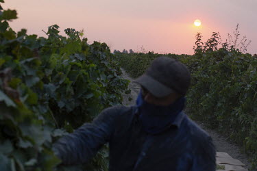 As the sun sets Blas Orozco (47) harvests grapes that will be used to make raisins, the harvest is called 'la tabla', referring to the piece of paper where they place them. They get paid depending of...