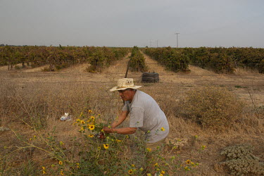 Doroteo Jimenez picks wild flowers for amemorial to his niece, Maria Isabel, who died of heat stroke while working in the vineyards in 2008. He has put up a cross in the place where she died, and on t...