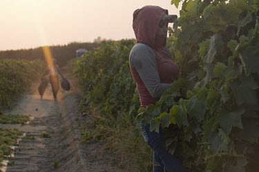 Juan Diaz (supervisor) and Reyna Herrera (29), pick grapes in a vineyard near Fresno. Reyna was born in Fresno and grew up in Michoacan. She has three children who she leaves with her mum in Mexico wh...