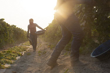 Juan Diaz (supervisor) and Reyna Herrera (29), pick grapes in a vineyard near Fresno. Reyna was born in Fresno and grew up in Michoacan. She has three children who she leaves with her mum in Mexico wh...