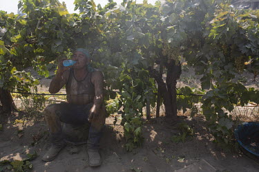 Juan Diaz, a supervisor, takes a drinks break while harvesting grapes in a vineyard.  According the law, when the temperature reaches 80Â�F (26.6Â�c) there should be shade where farm workers can tak...