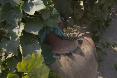 Juan Diaz, a supervisor, harvesting grapes in a vineyard.  According the law, when the temperature reaches 80Â�F (26.6Â�c) there should be shade where farm workers can take breaks. They should be al...