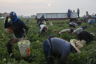Workers pick tomatoes in a field in Los Banos. Even though they start very early in the morning (5 am), around 9 am it starts getting really hot. Most workers wear long sleeves for protection from the...
