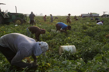 Workers pick tomatoes in a field in Los Banos. Even though they start very early in the morning (5 am), around 9 am it starts getting really hot. Most workers wear long sleeves for protection from the...