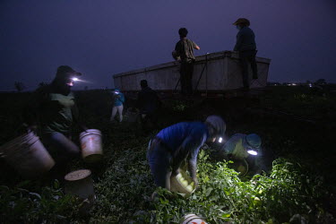 Workers pick tomatoes by torch light early in the morning in a field in Los Banos. Even though they start very early in the morning (5 am), around 9 am it starts getting really hot. Most workers wear long sleeves for protection from the sun and mosquitos. Tomato picking is done by contract, meaning workers get paid per bucket picked. Each bucket weights about 25 pounds and is worth 74 cents. The average amount per worker according to one of the supervisors is 200 to 250 buckets a day. Workers run with their buckets with a card attached to their hats or clothes, which gets punch holed every time they fill and deliver a bucket to a truck.   According the law, when the temperature reaches 80Â�F (26.6Â�c) there should be shade where farm workers can take breaks. They should be allowed to take a 5 minute (or as long as needed) break if they start feeling bad and this should be paid time. When the temperature reaches 95Â�F (35Â�c) they should automatically be given a 10 minute break and there should a plan of how to proceed in case of an emergency.