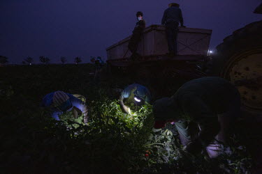 Workers pick tomatoes by torch light early in the morning in a field in Los Banos. Even though they start very early in the morning (5 am), around 9 am it starts getting really hot. Most workers wear...