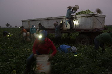 Workers pick tomatoes by torch light early in the morning in a field in Los Banos. Even though they start very early in the morning (5 am), around 9 am it starts getting really hot. Most workers wear...