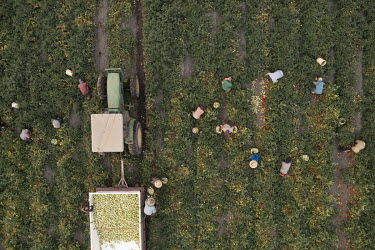 An aerial view of workers picking tomatoes in a field in Los Banos. Even though they start very early in the morning (5 am), around 9 am it starts getting really hot. Most workers wear long sleeves fo...