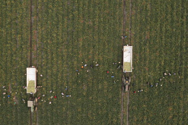 An aerial view of workers picking tomatoes in a field in Los Banos. Even though they start very early in the morning (5 am), around 9 am it starts getting really hot. Most workers wear long sleeves fo...