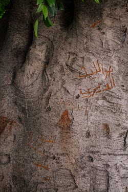 Names carved into a tree outside the police station in Kos town, where migrants await registration by the Greek authorities.