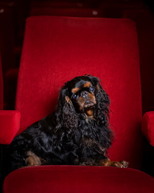 Lord, a King Charles Spaniel, six and a half years old.  "I don't have a TV at home so Lord was completely fascinated the first time. He is an international show champion and has been to several cou...