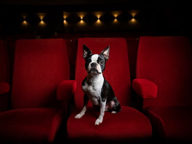 Platon, a Boston terrier, two years old~~^Plato is excited about so many dogs and dog treats. And we usually walk with other dog friends. He always reacts when there are animals on TV or in movies, th...
