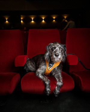 Alice, a mongrel, five years old.~~^We've been here maybe five times and Alice usually enjoys all the films. She likes to be involved. Every morning when the alarm goes off she jumps up into my bed, l...