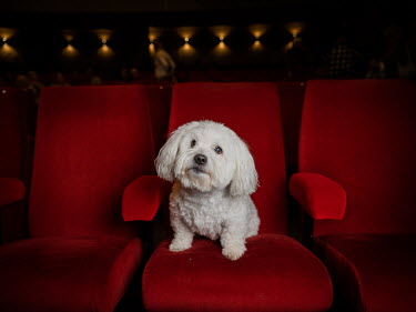 Malte, a Coton de Tulear, 11 years old.~~^Malte has been to the dog cinema several times, he is happy as long as he is here. He hates being alone. He loves to get out for a walk, no matter if it's win...