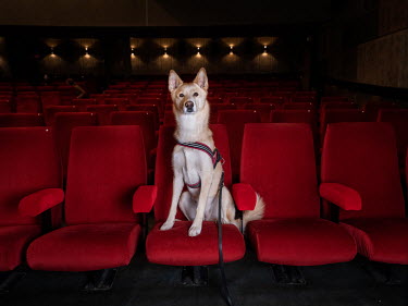 Aisha, an Alaskan Husky, six years old.~~^We've gone to the screenings every time since 2018, with breaks when the cinema was closed due to covid. I watch movies that I never otherwise go and see. I'm...