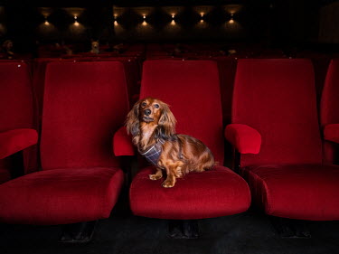 Hagge, a long-haired dwarf dachshund, four years old.~~^Hagge was taken away from his breeder by the County Administrative Board along with all the breeders other dogs. This is his first time at the c...