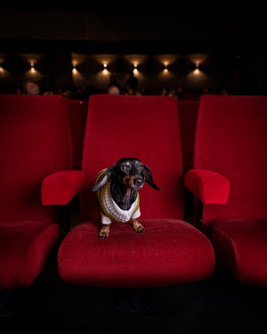 Doris, a Pygmy Axis, four and a half years old.~~^Doris is a regular moviegoer, she sleeps through most of the films. You can think of her as a living heat blanket that you carry around with you. She'...