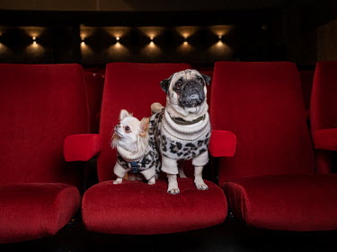 Cloe (4) and Eonni (7), a chihuahua and a pug. ~~^It was the first time for Cloe, she thought it was nice to snuggle into the blanket on my lap. Eonni reacts a lot to other dogs, so this cinema is a c...