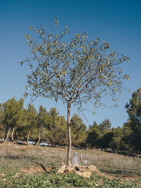 On the outskirts of Campo de Criptana, a young almond tree grown by Jose Vicente Simon, the grandfather of writer Ana Iris Simon.