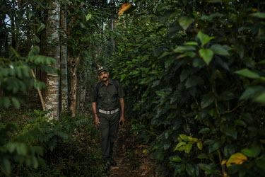 Bijesh TK walks through the forest at the start of a shift as a temporary night watcher with the forest department. He was attacked by a tiger while on duty, sustaining serious permanent injury to his...