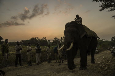 Forest officers ride trained elephants to search for a tiger that has strayed beyond the boundaries of the local reserve.