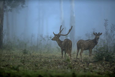 Spotted deer in a mist at the Kabini Tiger Reserve in Karnataka.