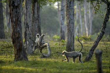 Gray Langur monkeys sit on a tree branch in Kabini Tiger Reserve in Karnataka.