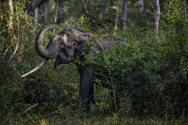 A wild elephant with one tusk makes its way through vegetation in the wildlife sanctuary in Wayanad in Kerala.