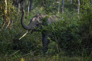 A wild elephant with one tusk in Kabini Tiger Reserve in Karnataka.