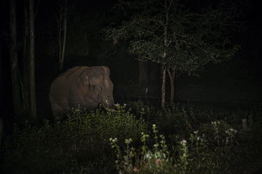 A wild elephant by the road at night, in the wildlife sanctuary in Wayanad in Kerala.