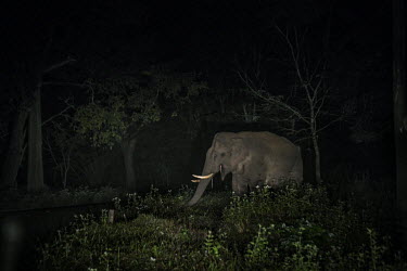 A wild elephant walks along the road at night in the wildlife sanctuary in Wayanad in Kerala.
