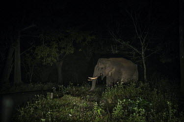 A wild elephant walks along the road at night in the wildlife sanctuary in Wayanad in Kerala.