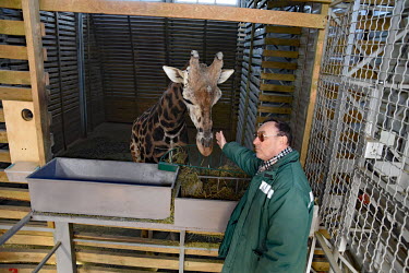 The Director of Mykolaiv Zoo Vladimir Topchy with one of the giraffes. The zoo has been hit by four Russian-fired rockets.