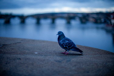 A pigeon and the Charles Bridge.