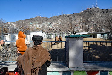 A man with his children looking at Bactrian camels in Kabul Zoo.