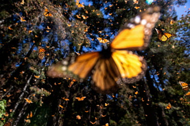 Every year, from January to the end of March, millions of monarch butterflies make a 4000 kilometre migration to breed in El Rosario where the world's largest colony of monarch butterflies are found....