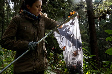 Viana Scarlett Sanchez Arias from WWF collects live monarch butterflies in order to study them at WWF headquarters after which they will be released back into the wild. These samples are taken every 1...