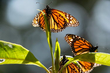 Monarch butterflies in the Sierra Chincua Reserve.