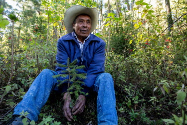 Marcello Valdes Martinez sits among the undergrowth in the Sierra Chincua monarch butterfly reserve.